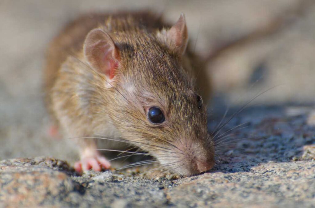 The Ultimate Spring Pest Prevention Guide for Johannesburg Homeowners and Businesses (5)
